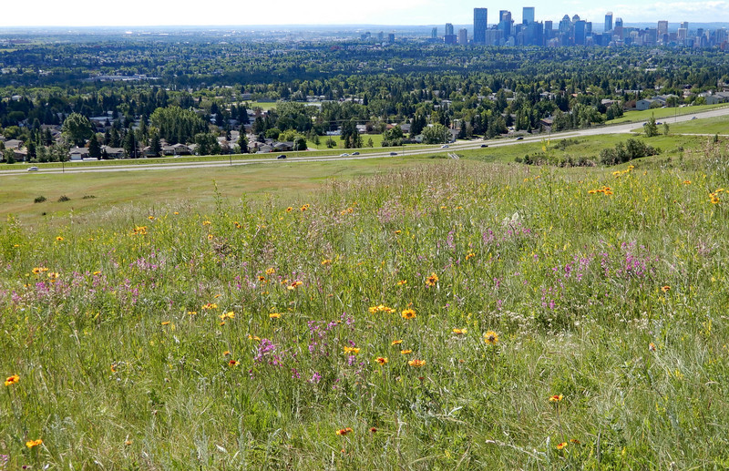 Wildflowers and city-scape