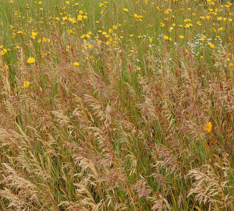 Flowers in the grasses 