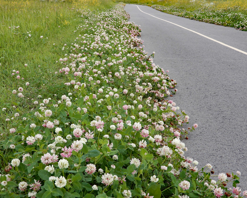 Clover lining the Greenway 