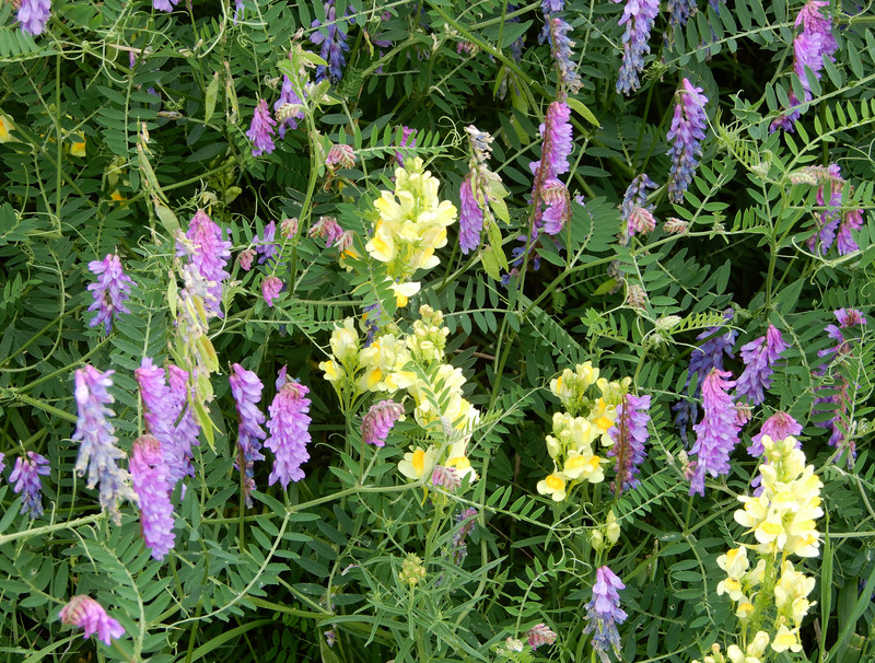 Yellow Toadflax and Purple Vetch 