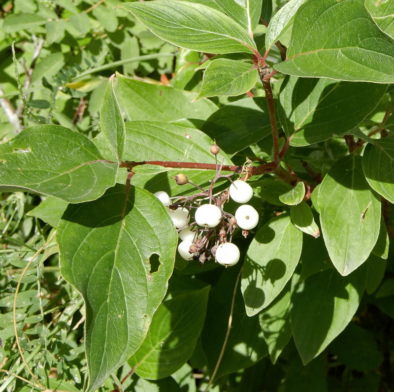 Gray Dogwood berries