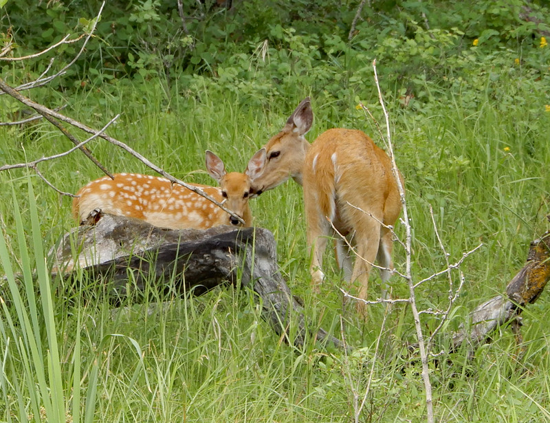 Fawn and Doe 