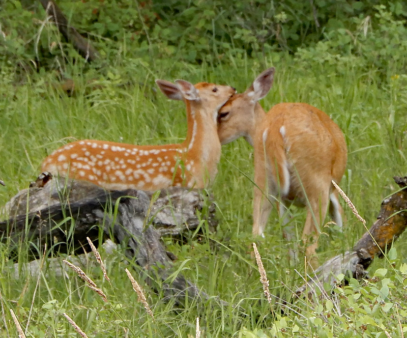 Fawn and Doe 
