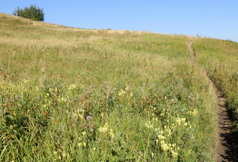 Wildflowers on Nose Hill