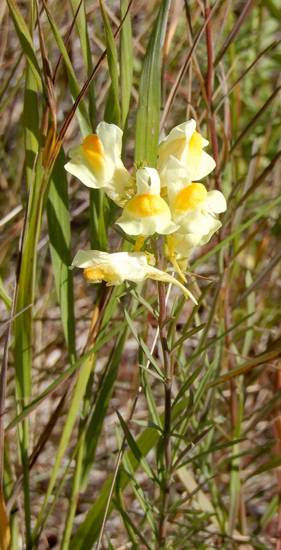 Toadflax 