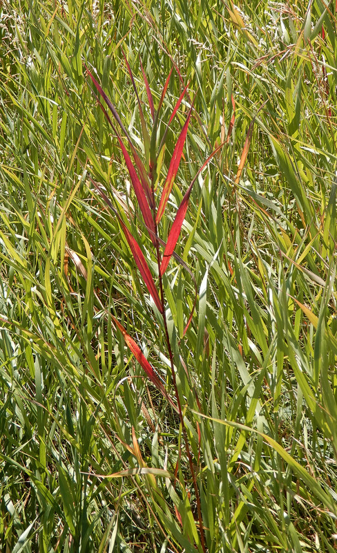 Red grasses 