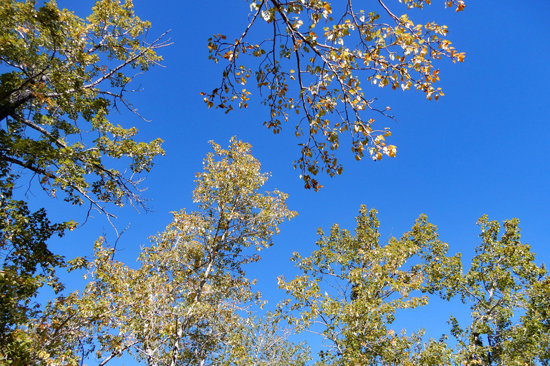 Poplar leaves 