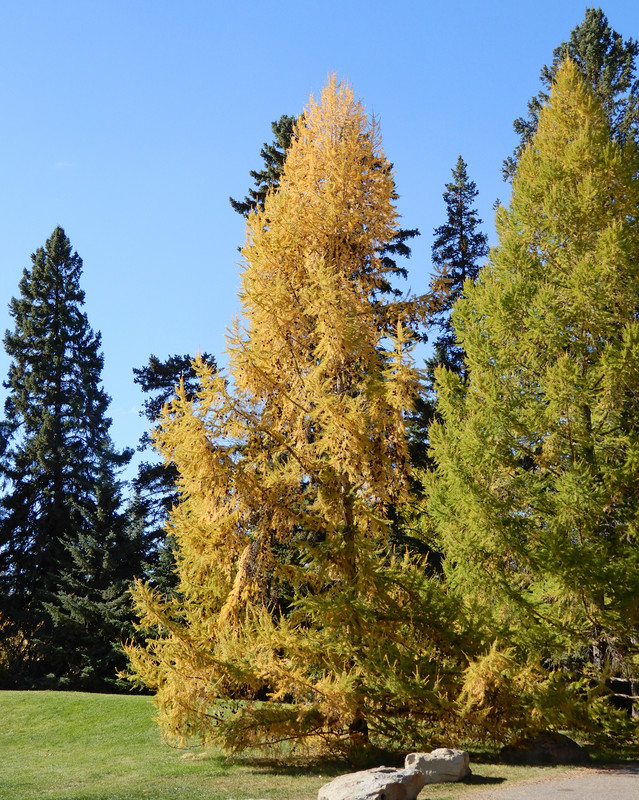 Larches in Baker Park 