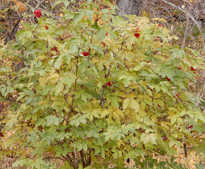 Red Berries on Elder bush