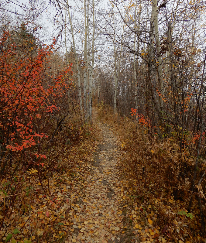 Path through Autumn
