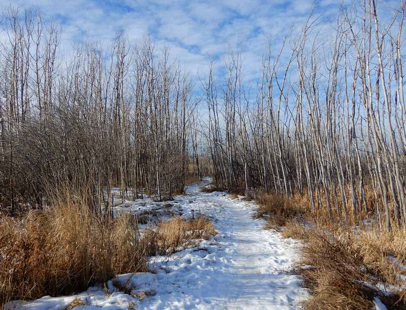 Northeast wetland pathway 
