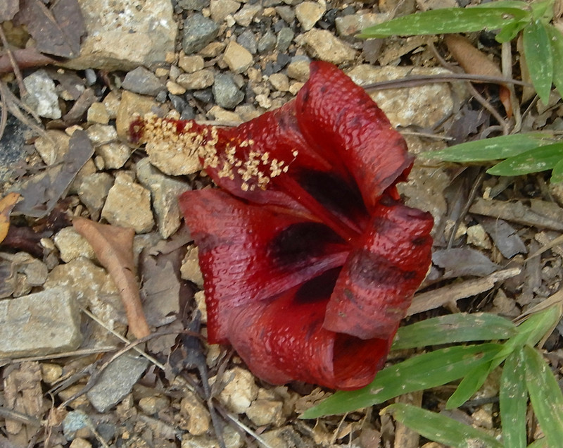 Hibiscus flower fallen from tree