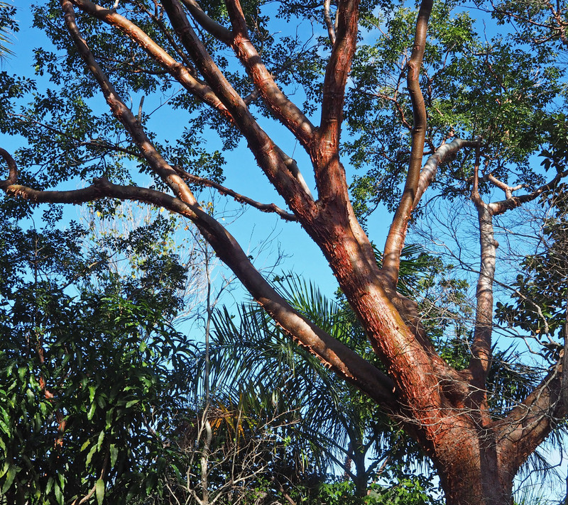 Mastic Tree 