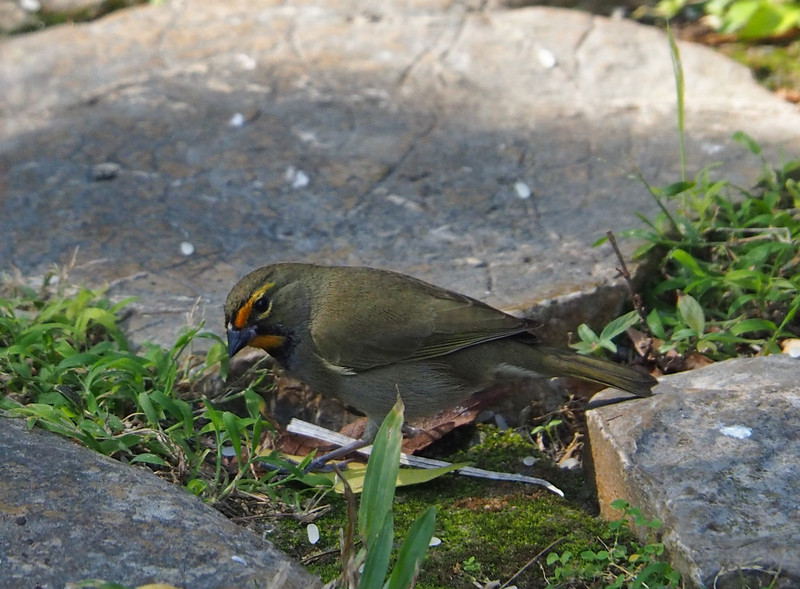 Yellow-faced Grassquit 