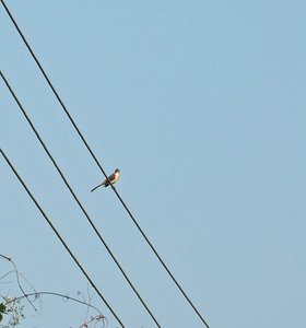 Bahama Mockingbird 