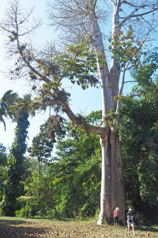 Tall tree related to the Baobab