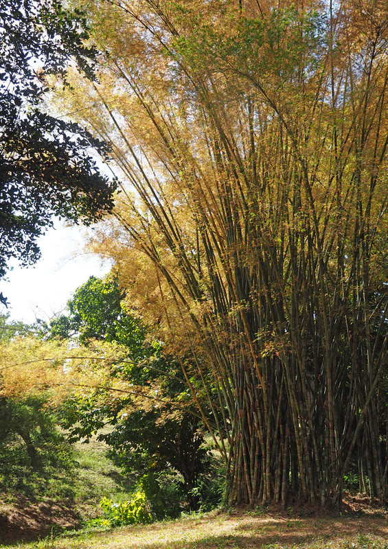 Soaring bamboo 