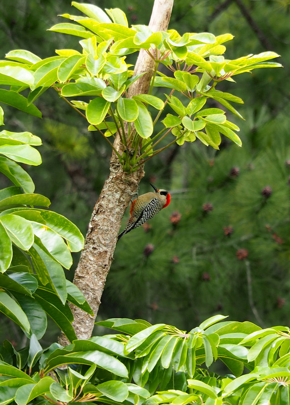 West Indian Woodpecker 