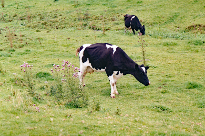 Contented cows