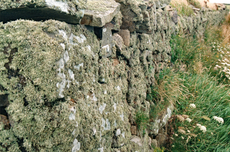Stone fence covered in lichen