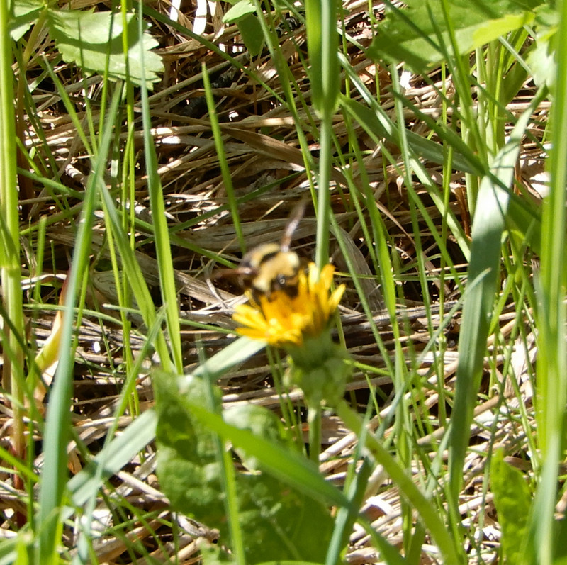 Bee on dandelion 