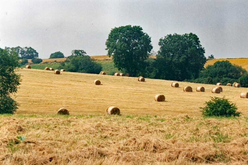 Wheat field harvested