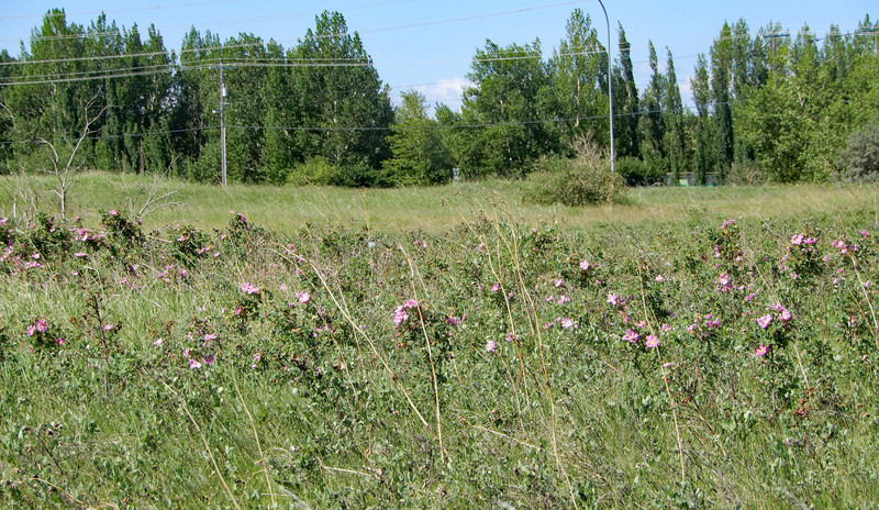 Field of wild roses 