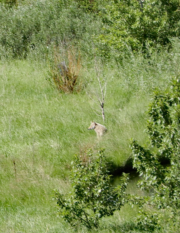 Coyote keeping an eye on us