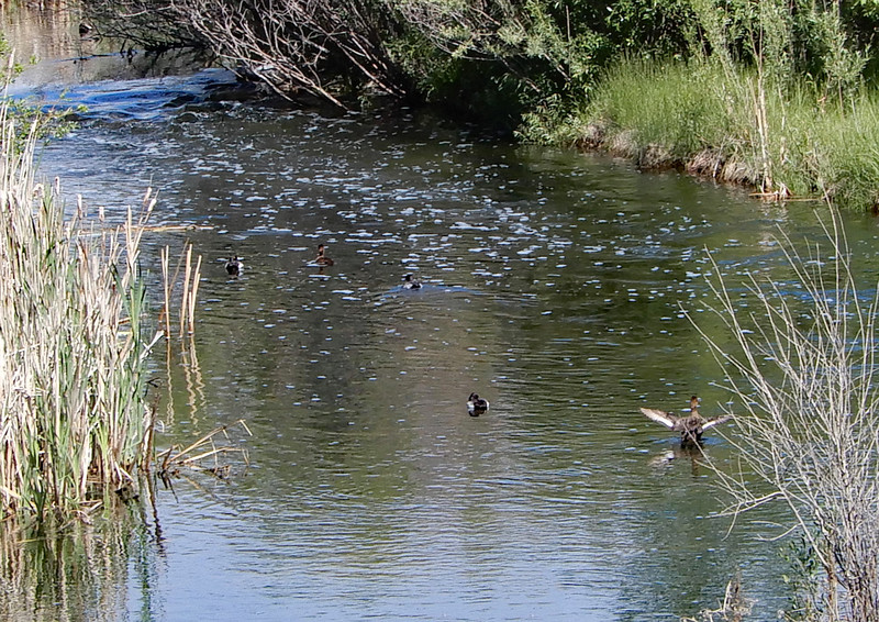 Ducks travelling on the stream
