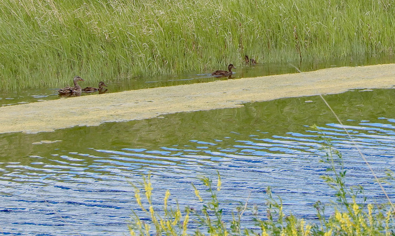 Ducklings being led along the edge