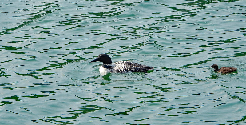Loon and chick 