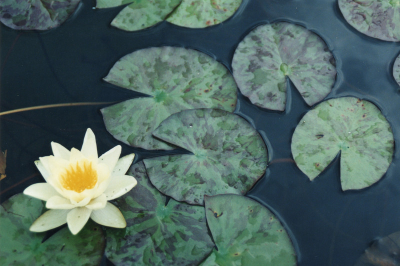 Waterlily 