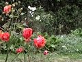 Roses near Shanklin