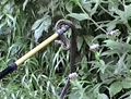 Snake moved carefully aside on a walking stick.