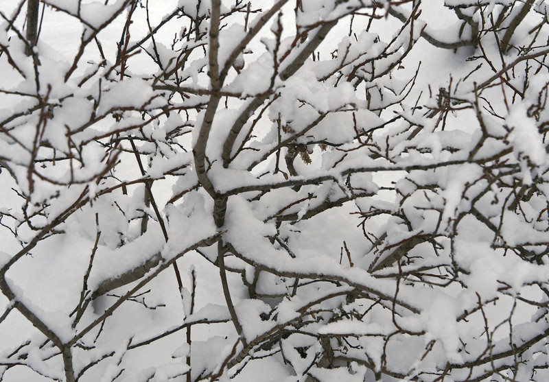 Tangled branches adorned by snow