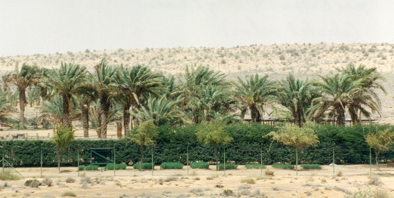 Planted date palms near Sharjah