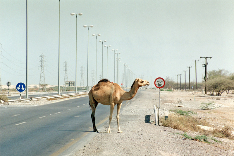 Camel near Adh Dharbaniyah, near Oman