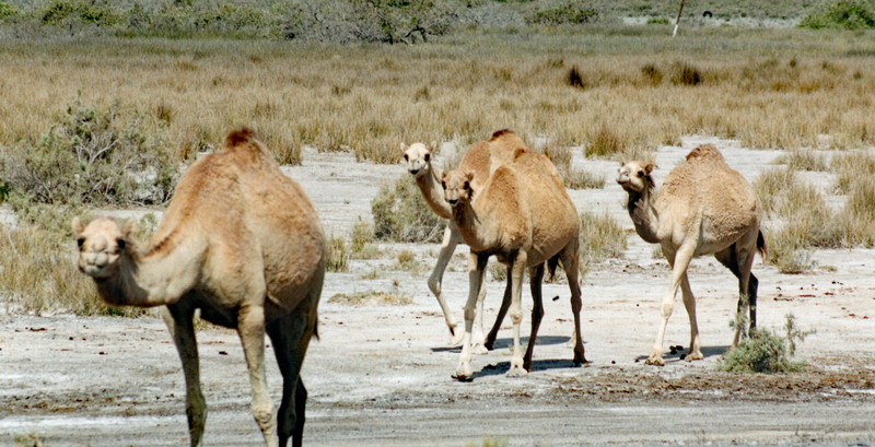 Camels near Adh Dharbaniyah