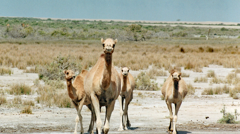 Camels near Adh Dharbaniya 