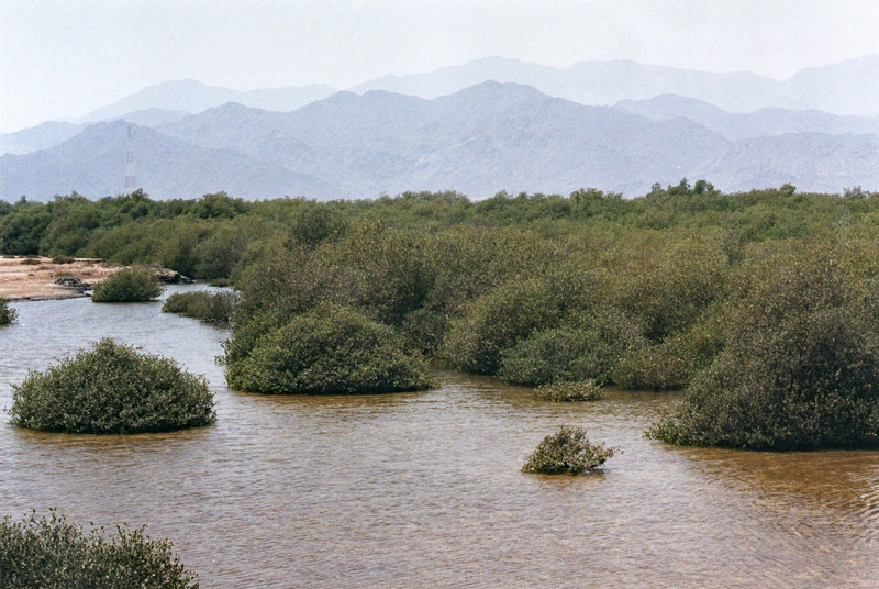 Mangrove Swamp, Khor Kaiba