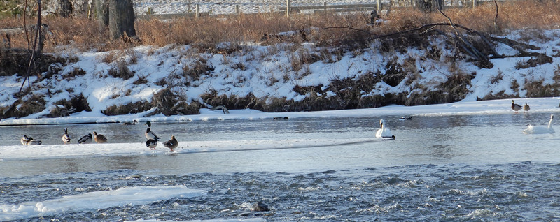 Swans and ducks on the Bow River
