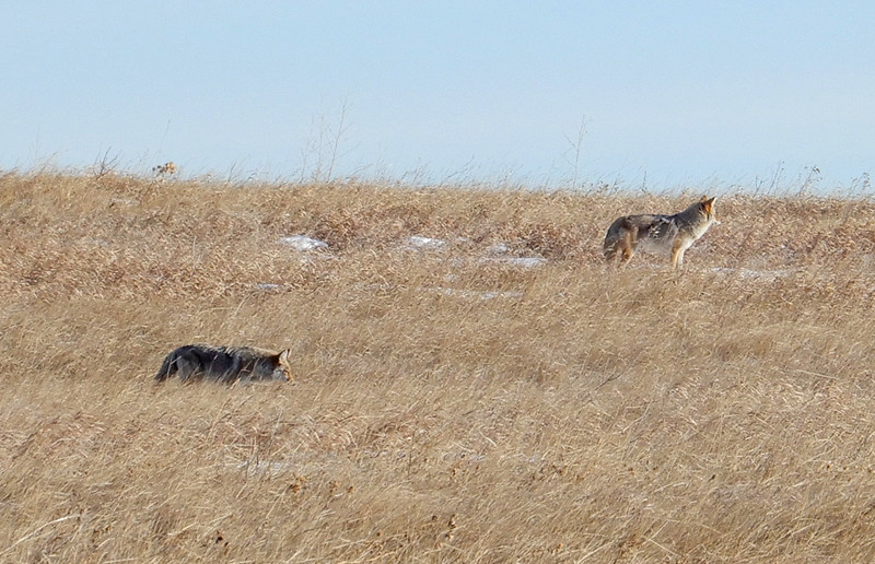 Coyotes on Nose Hill 