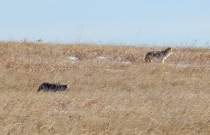 Coyotes on Nose Hill 