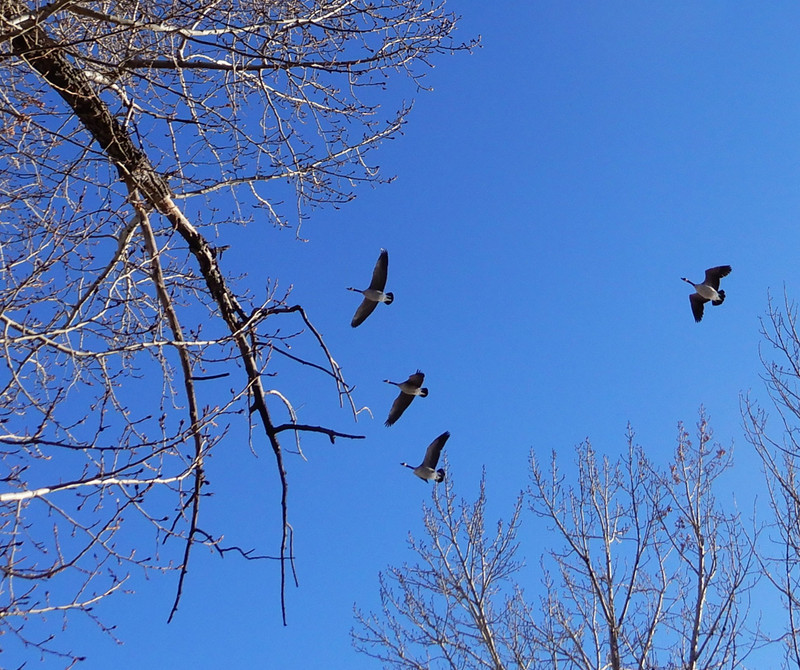 Geese soaring overhead