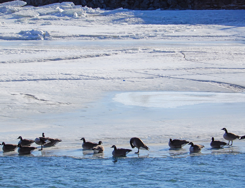 Geese perching on thin ice