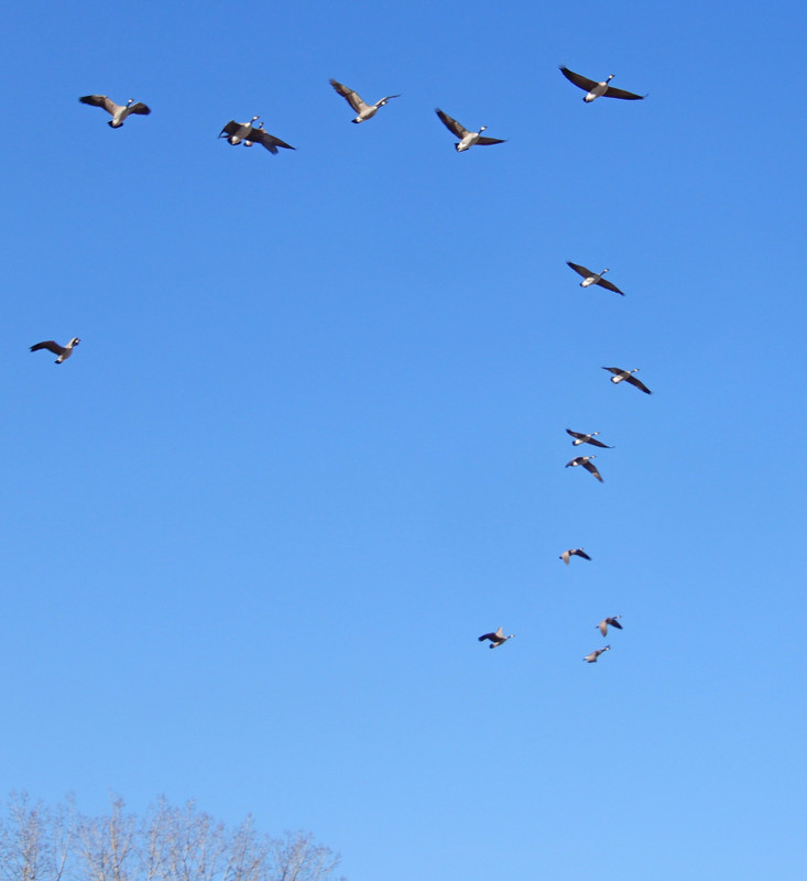 A flock of geese forming in flight