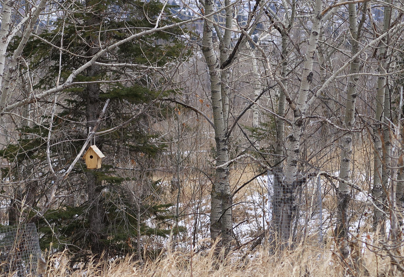 Bird house on the Bow River Pathway 