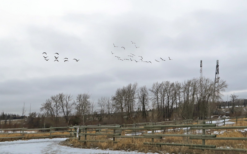Geese finding formation