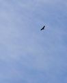 Hawk over Springbank 