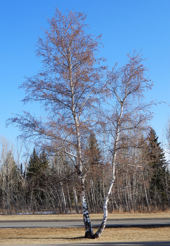  Poplar preparing for leaves